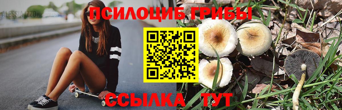Галлюциногенные грибы Psilocybine cubensis Коломна